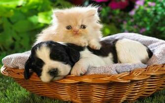 Cat And Dog Wallpaper High Quality