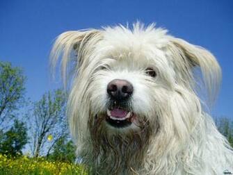 Cats And Dogs Software S Res
