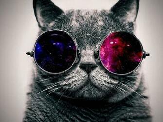 Cool Cat With The Glasses Wallpaper HD