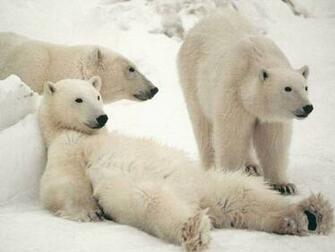 White Bear Animals Desktop Wallpaper