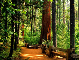 Redwoods Wallpaper