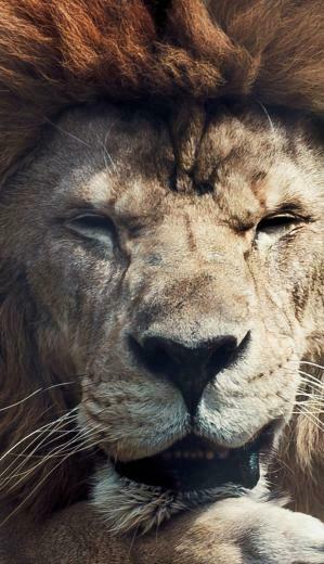 Wallpprs Lion In The Zoo 4k HD Wallpaper