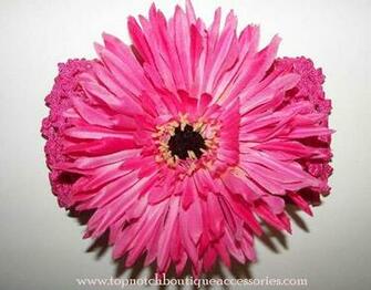 Hot Pink Gerber Daisy Wallpaper Creative Memes