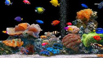 Fish Computer Wallpaper Desktop Background Id