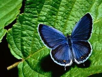 Insects Wallpaper