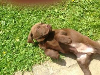 Chocolate Labrador Retriever Puppies The Dog Wallpaper
