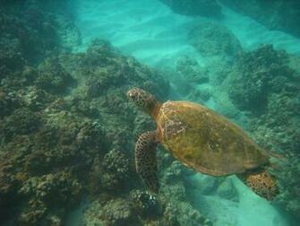 Clark Little Turtle HD Wallpaper