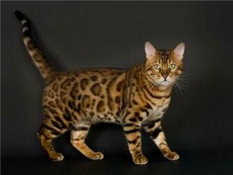 Bengal Cat Wallpaper