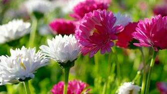 Summer Flowers HD Wallpaper Collection Saverwallpaper