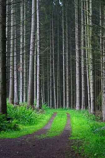 Forest Track iPhone Wallpaper HD