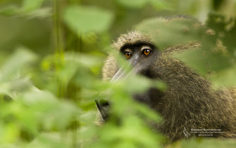 Baboon Wallpaper