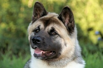 Akita Inu Jack Photo And Wallpaper Beautiful Pictures
