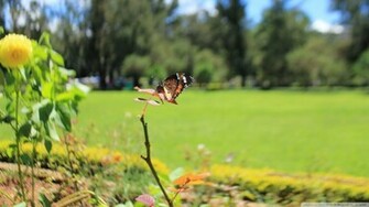 Spring Butterfly Wallpaper