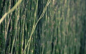 Plants Bamboo Wallpaper