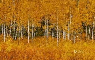 Autumn Aspens In Grand Teton National Park Wyoming Matt