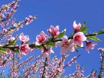 Beautiful Wallpaper Colorful Flower