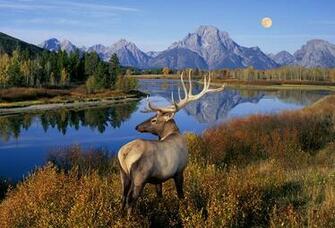 Wallpaper Deer Mountain River Horns Mount Moran Grand Teton