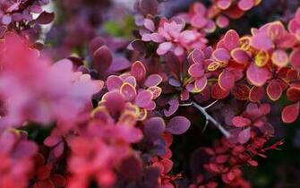 Leaves Purple Screensaver Wallpaper Walls