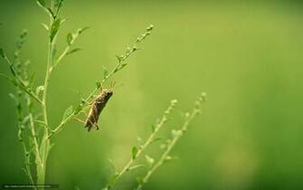 Wallpaper Grasshopper Grass Summer Nature