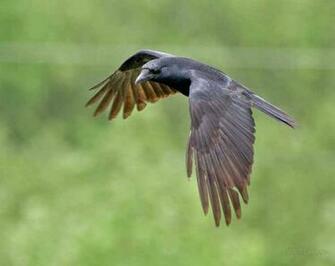 Crow HD Wallpaper
