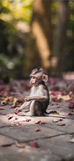 Baby Monkey Found In Sacred Forrest Ubud iPhone X