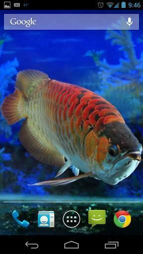 Fish Live Wallpaper