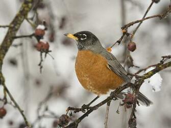 Arctic Bird Watching In New York Gowanus Lounge