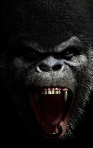 Monkey Wallpaper Discover More Beatiful Cute Hairy Mammal