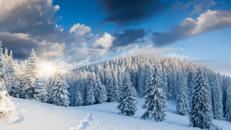 Winter Forest Wallpaper Image Photos Picture