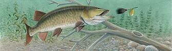 Musky See Through Window Graphics Shown Above These Eye Catching