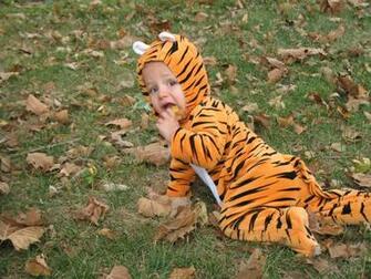 Lions And Tigers Bears Jpg