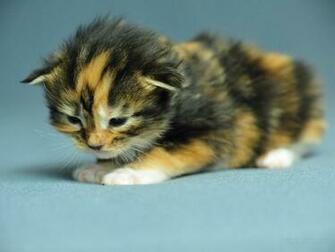 Image Wallpaper Pictures Kitten Photo Ni793430