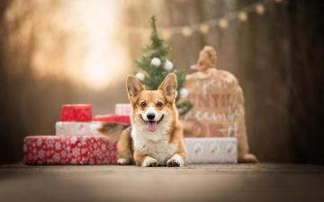 Christmas Corgi Wallpaper Top Background