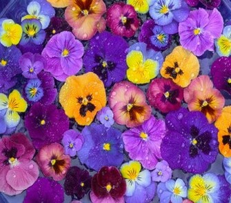 Pansy Wallpaper