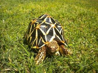 Star Tortoise Image Baltana