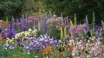 Garden Salem Oregon Iris And Lupine Jpg