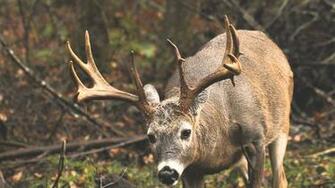 Whitetail Deer Wallpaper Galleryhip The Hippest