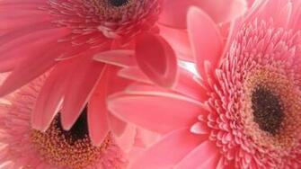 Pink Flowers Netbook HD Wallpaper Pixel Nature