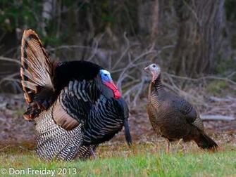 Tom And Hen Wild Turkeys A Year Ago In Dias Creek Nj