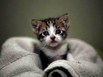 Proxecto Gato Cats Wallpaper By BigHDwallpaper