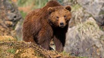 Wallpaper Of The Day Mama Grizzly Common Sense Evaluation