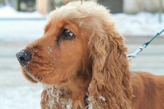 Dog In The Snow Wallpaper