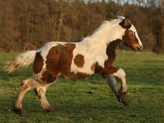Beautiful Gypsy Horse Wallpaper