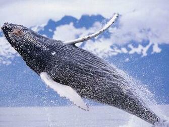 Humpback Whale Sealife Computer Desktop Wallpaper