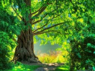Green Nature Desktop Wallpaper Dreamy