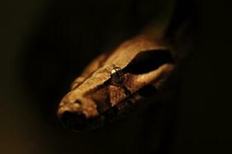 Snake Terrible Eyes Reptile