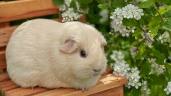 Guinea Pig Wallpaper