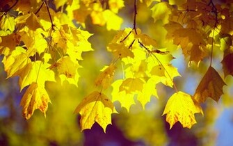 Desktop Wallpaper Fall Leaves In HD