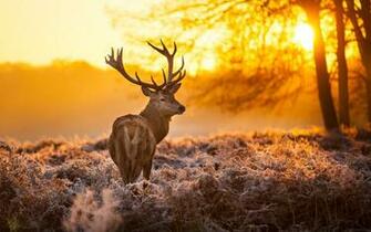 Deer Wallpaper