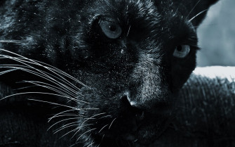 HD Jaguar Wallpaper